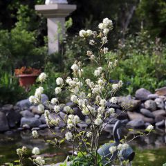 Fothergilla major