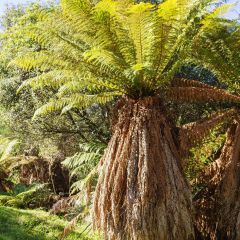 Dicksonia fibrosa - Helecho arborescente