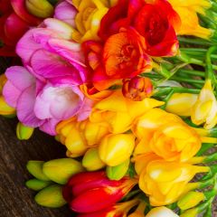 Freesia hybrida Double Mix