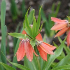 Fritillaria imperialis Bach - Corona imperial