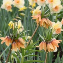 Fritillaria imperialis Tchaikovsky - Corona imperial