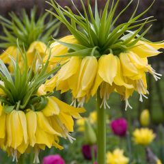 Fritillaria imperialis Lutea - Corona imperial