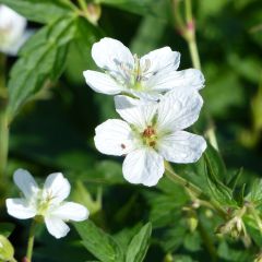 Geranio richardsonii - Geranio vivaz