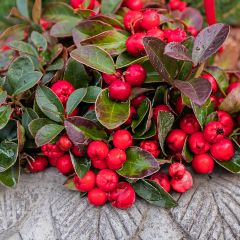 Gaultheria procumbens - Ebúrnea