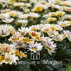 Gazania rigens Big Kiss White Flame (semillas)