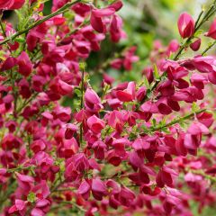 Retama negra Ruby - Cytisus scoparius