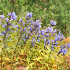 Gentiana asclepiadea