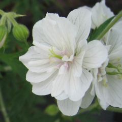 Geranio de prado Plenum Album - Geranium pratense