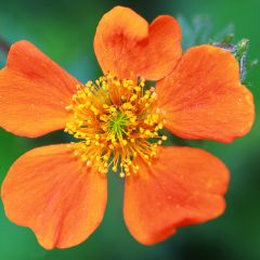 Geum coccineum Borisii - Hierba de San Benito