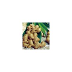 Jengibre - Zingiber officinale