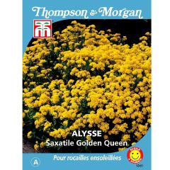 Alyssum saxatile Golden Queen - Canastillo