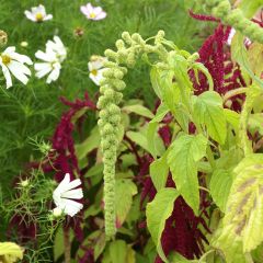 Amaranthus caudatus Pony Tails Mixed (semillas)