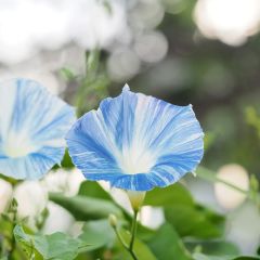 Ipomoea tricolor Flying Saucer