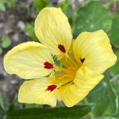 Capuchina Cream Troika