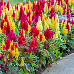 Celosia argentea var. plumosa - Celòsia