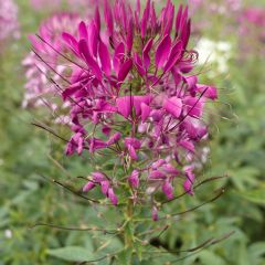 Flor araña - Cleome hassleriana Violet Queen