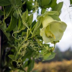 Cobea scandens Alba - Yedra morada de México