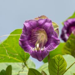 Cobea scandens Violet Blue Bells - Yedra morada de México