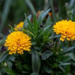 Coreopsis grandiflora Early Sunrise