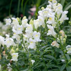 Antirrhinum Royal Bride