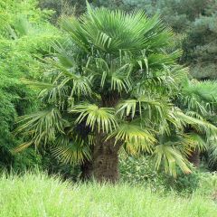 Palmito elevado (semillas) - Trachycarpus fortunei