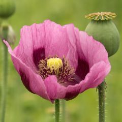 Adormidera nigrum - Papaver somniferum