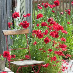 Adormidera Red Peony - Papaver somniferum