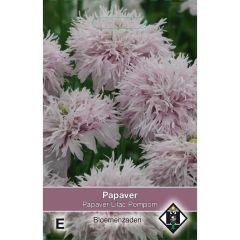 Papaver paeoniflorum Lilac Pompom - Papaver somniferum