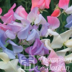 Guisante de olor Elegant Ladies - Lathyrus odoratus