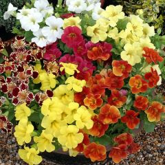 Mimulus Maximus Mixed
