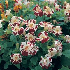 Mimulus Monkey Magic