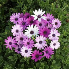 Osteospermum Passion Mixed - Margarita del Cabo