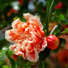 Punica granatum California Sunset - Granado