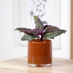 Gynura aurantiaca - Planta terciopelo