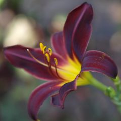 Hemerocallis American Revolution