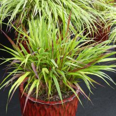 Hakonechloa macra Beni-Kaze