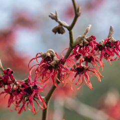 Hamamelis intermedia Ruby Glow