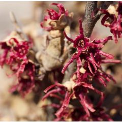 Hamamelis vernalis Amethyst