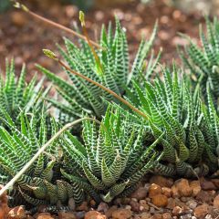 Haworthia Big Band - Plante zèbre