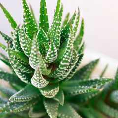 Haworthia fasciata Concolor - Plante zèbre
