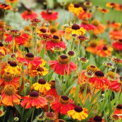 Helenium Sahin's Early Flowerer