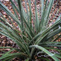 Hesperaloe parviflora Rose des Sables - Yuca Roja