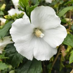 Hibiscus syriacus Eléonore - Altea