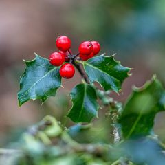 Ilex aquifolium - Acebo