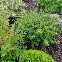 Acebo japonés Convexa - Acebo japonés