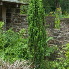 Acebo japonés Fastigiata - Ilex crenata