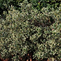 Ilex aquifolium Argenteomarginata - Acebo