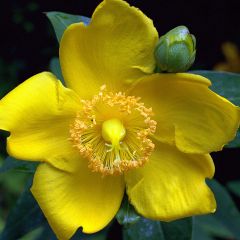 Hypericum Hidcote - Hipérico
