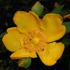 Hypericum moserianum - Hipérico