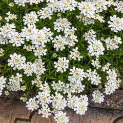 Iberis sempervirens Snowflake - Carraspique